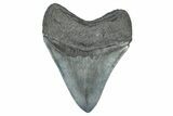 Serrated, Fossil Megalodon Tooth - South Carolina #371751-2
